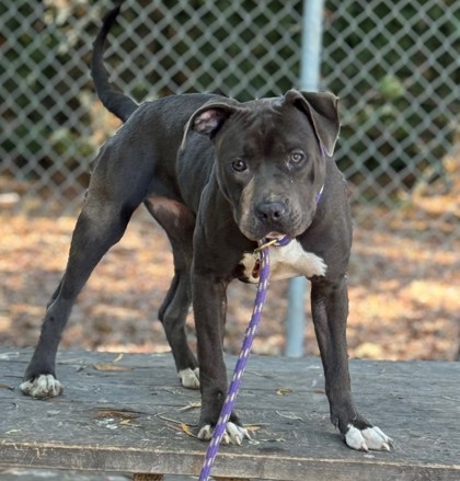 Shelter Stray Female Dog last seen Near Hegenberger Rd., Oakland, Oakland, CA, 1101 29th Ave, Oakland, CA 94601, USA