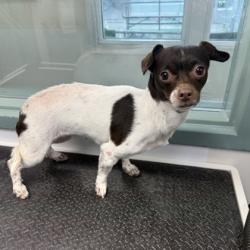 Shelter Stray Female Dog last seen , , CA, 1101 29th Ave, Oakland, CA 94601, USA