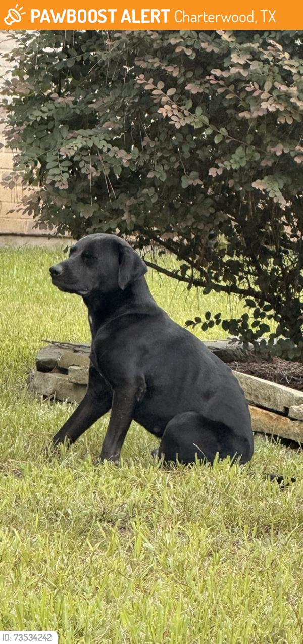 Found/Stray Unknown Dog last seen Timber valley st / charter ridge dr, Charterwood, TX 77070