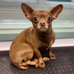 Shelter Stray Female Dog last seen , , CA, 1101 29th Ave, Oakland, CA 94601, USA