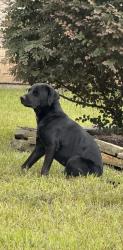Found/Stray Unknown Dog last seen Timber valley st / charter ridge dr, Charterwood, TX 77070