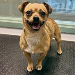 Shelter Stray Female Dog last seen , , CA, 1101 29th Ave, Oakland, CA 94601, USA