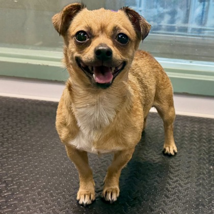 Shelter Stray Female Dog last seen , , CA, 1101 29th Ave, Oakland, CA 94601, USA