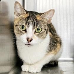 Shelter Stray Female Cat last seen Near International Ave, Oakland, CA, 1101 29th Ave, Oakland, CA 94601, USA