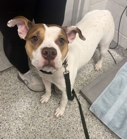 Shelter Stray Female Dog last seen Myrtle Ave and Thompson Ave, KCMO, 64124, 64124, MO, 7077 Elmwood Ave, Kansas City, MO 64132, USA