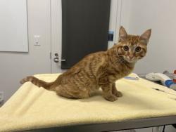 Shelter Stray Male Cat last seen 45th & Paseo, KCMO, 64110, 64110, MO, 7077 Elmwood Ave, Kansas City, MO 64132, USA