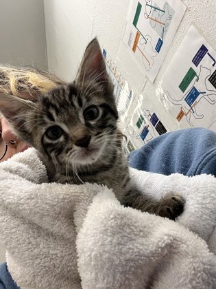 Shelter Stray Female Cat last seen Near Ellis Ave S, Seattle, WA, 2061 15th Ave W, Seattle, WA 98119, USA