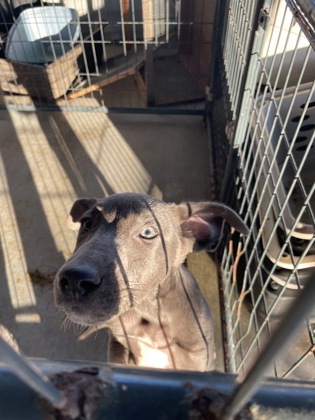Shelter Stray Female Dog last seen Near CAGLE, 70811, LA, 2550 Gourrier Ave, Baton Rouge, LA 70820, USA