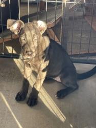 Shelter Stray Female Dog last seen Near CAGLE, 70811, LA, 2550 Gourrier Ave, Baton Rouge, LA 70820, USA