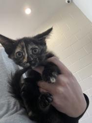 Shelter Stray Female Cat last seen Near Dalrymple Dr, 70803, LA, 2550 Gourrier Ave, Baton Rouge, LA 70820, USA