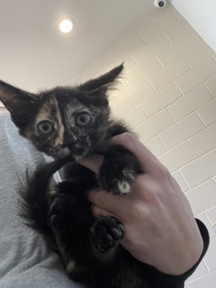Shelter Stray Female Cat last seen Near Dalrymple Dr, 70803, LA, 2550 Gourrier Ave, Baton Rouge, LA 70820, USA