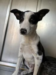 Shelter Stray Female Dog last seen Raymond road and Ave 28 1/2, Madera County, CA, 205 Tozer St, Madera, CA 93638, USA