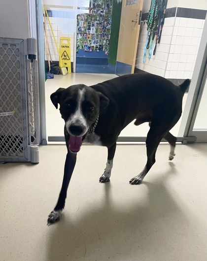 Shelter Stray Male Dog last seen K-9 Pointe Dog Park, Keller, TX, 330 Rufe Snow Dr, Keller, TX 76248, USA
