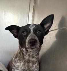 Shelter Stray Female Dog last seen Raymond road and Ave 28 1/2, Madera County, CA, 205 Tozer St, Madera, CA 93638, USA