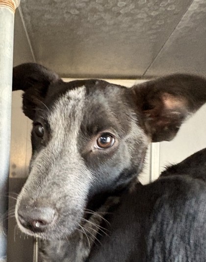 Shelter Stray Male Dog last seen Raymond road and Ave 28 1/2, Madera County, CA, 205 Tozer St, Madera, CA 93638, USA