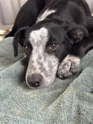 Shelter Stray Male Dog last seen Raymond road and Ave 28 1/2, Madera County, CA, 205 Tozer St, Madera, CA 93638, USA