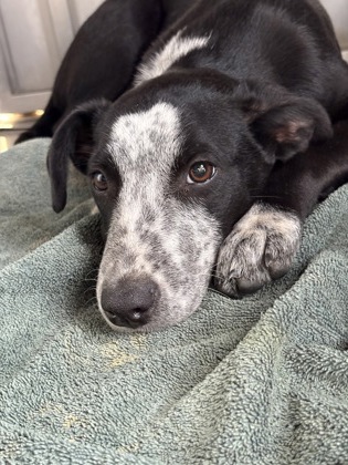 Shelter Stray Male Dog last seen Raymond road and Ave 28 1/2, Madera County, CA, 205 Tozer St, Madera, CA 93638, USA