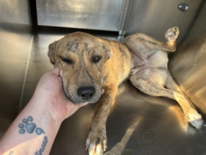 Shelter Stray Male Dog last seen Near GREENLEE ST, East District, TX, 355 Hillshire Dr, Haslet, TX 76052, USA