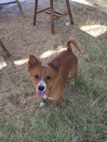Shelter Stray Female Dog last seen W Vartikian Ave & N West Ave, Fresno Zone Fresno CO 2 93711, CA, 1510 W Dan Ronquillo Dr, Fresno, CA 93706, USA