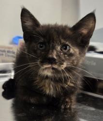 Shelter Stray Female Cat last seen S Reed Ave & E Kings Canyon Rd, Sanger Zone Fresno CO 4 93657, CA, 1510 W Dan Ronquillo Dr, Fresno, CA 93706, USA