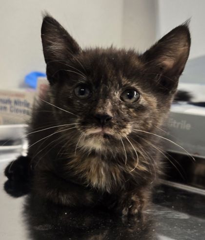 Shelter Stray Female Cat last seen S Reed Ave & E Kings Canyon Rd, Sanger Zone Fresno CO 4 93657, CA, 1510 W Dan Ronquillo Dr, Fresno, CA 93706, USA