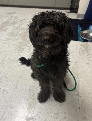 Shelter Stray Male Dog last seen Near W Reclamation Road, SALT LAKE CITY, UT, 84116, 511 W 3900 S, Salt Lake City, UT 84123, USA