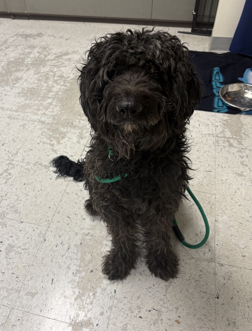 Shelter Stray Male Dog last seen Near W Reclamation Road, SALT LAKE CITY, UT, 84116, 511 W 3900 S, Salt Lake City, UT 84123, USA