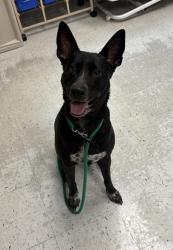 Shelter Stray Female Dog last seen Near E Vine Gate, SALT LAKE CITY, UT, 84121, 511 W 3900 S, Salt Lake City, UT 84123, USA