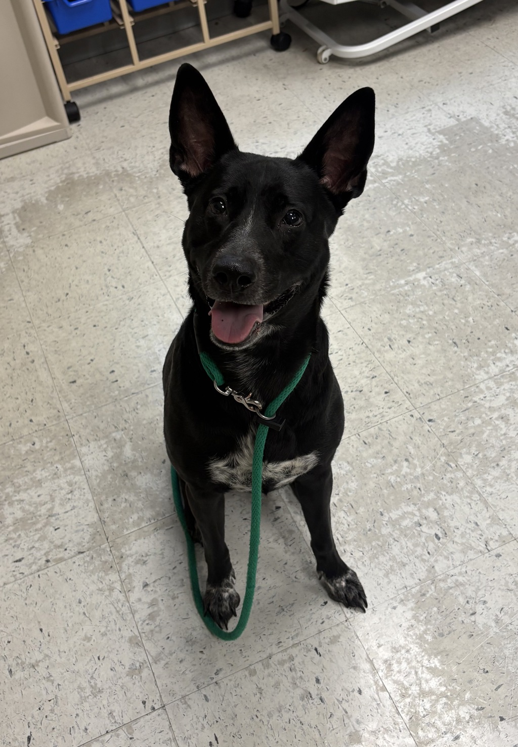Shelter Stray Female Dog last seen Near E Vine Gate, SALT LAKE CITY, UT, 84121, 511 W 3900 S, Salt Lake City, UT 84123, USA