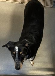 Shelter Stray Male Dog last seen Apt 33,1785 W 500 N, SALT LAKE CITY, UT, 84116, 511 W 3900 S, Salt Lake City, UT 84123, USA