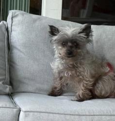 Reunited Female Dog last seen Greenwood st and weeping willow st, Brooksville, FL 34613