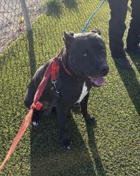 Shelter Stray Female Dog last seen Near S 600 W, SALT LAKE CITY, UT, 84101, 511 W 3900 S, Salt Lake City, UT 84123, USA