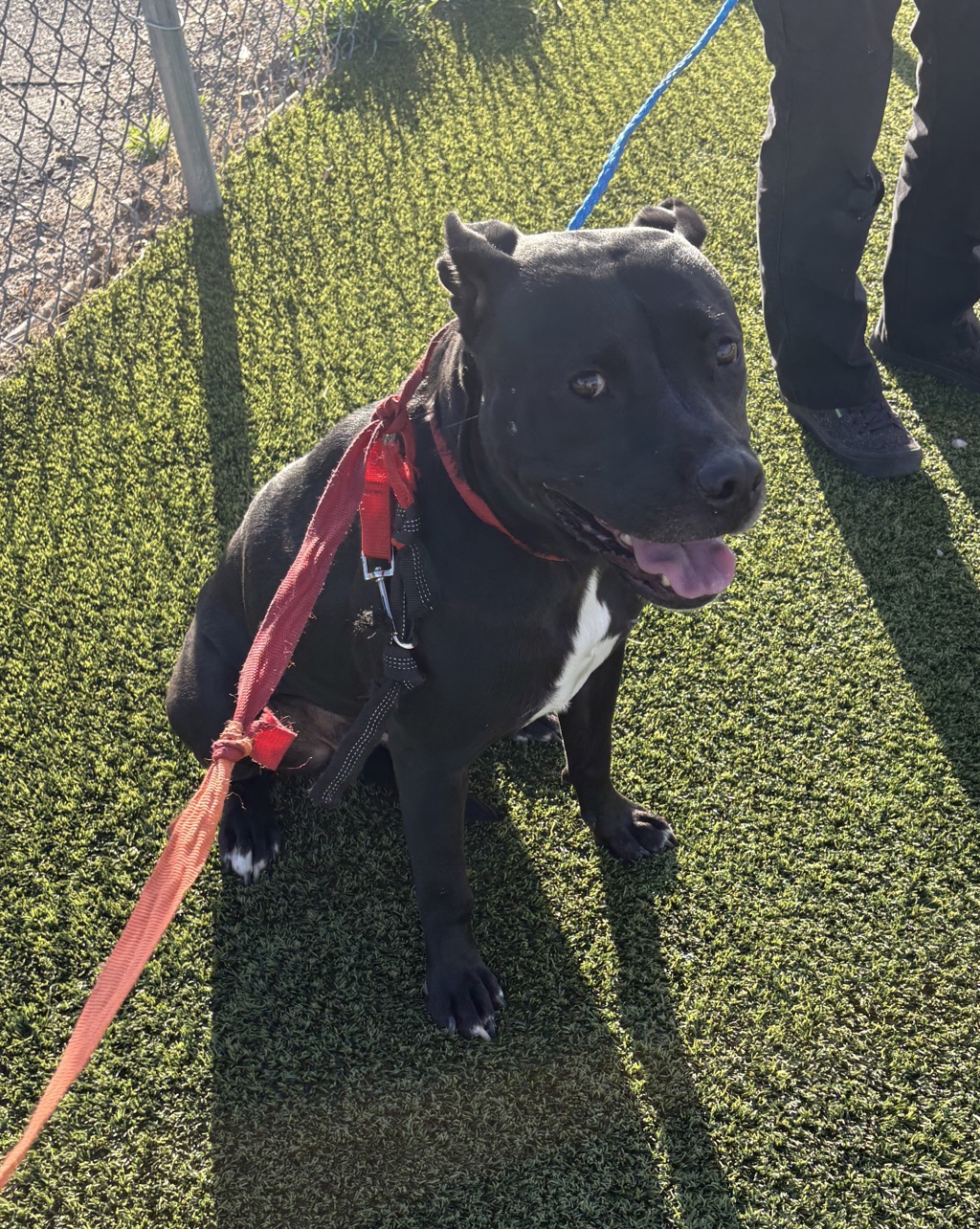 Shelter Stray Female Dog last seen Near S 600 W, SALT LAKE CITY, UT, 84101, 511 W 3900 S, Salt Lake City, UT 84123, USA