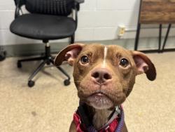 Shelter Stray Male Dog last seen Near Paulding Avenue, BRONX, NY, 10469, 326 E 110th St, New York, NY 10029, USA