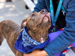 Shelter Stray Male Dog last seen Near E 174th Street, BRONX, NY, 10472, 326 E 110th St, New York, NY 10029, USA
