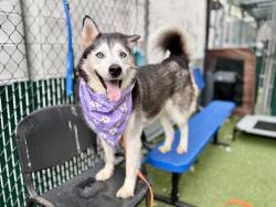 Shelter Stray Female Dog last seen Apt 9E,605 Water Street, NEW YORK, NY, 10002, 326 E 110th St, New York, NY 10029, USA