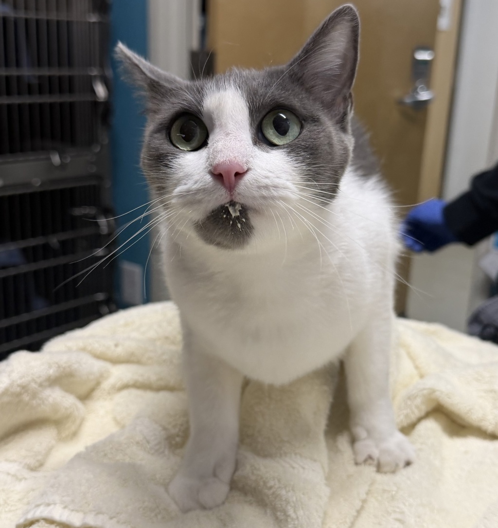 Shelter Stray Female Cat last seen Near Terracewood Lane, Escondido, CA, 92026, Escondido, CA 92027, USA