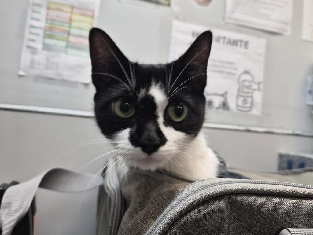 Shelter Stray Female Cat last seen East 124th street, NEW YORK, NY, 10035, 326 E 110th St, New York, NY 10029, USA