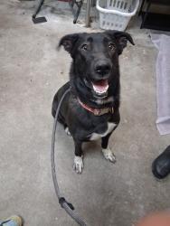 Shelter Stray Female Dog last seen Near N Seminole Drive, SPOKANE, WA, 99208, 6815 E Trent Ave, Spokane, WA 99212, USA