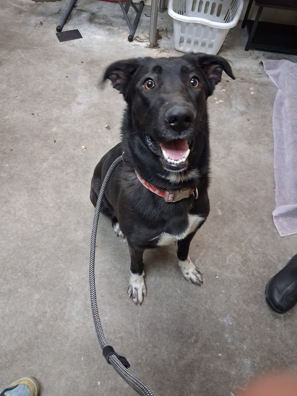 Shelter Stray Female Dog last seen Near N Seminole Drive, SPOKANE, WA, 99208, 6815 E Trent Ave, Spokane, WA 99212, USA