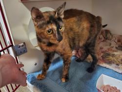 Shelter Stray Female Cat last seen Near Mar Vista Drive, Vista, CA, 92083, Oceanside, CA 92058, USA