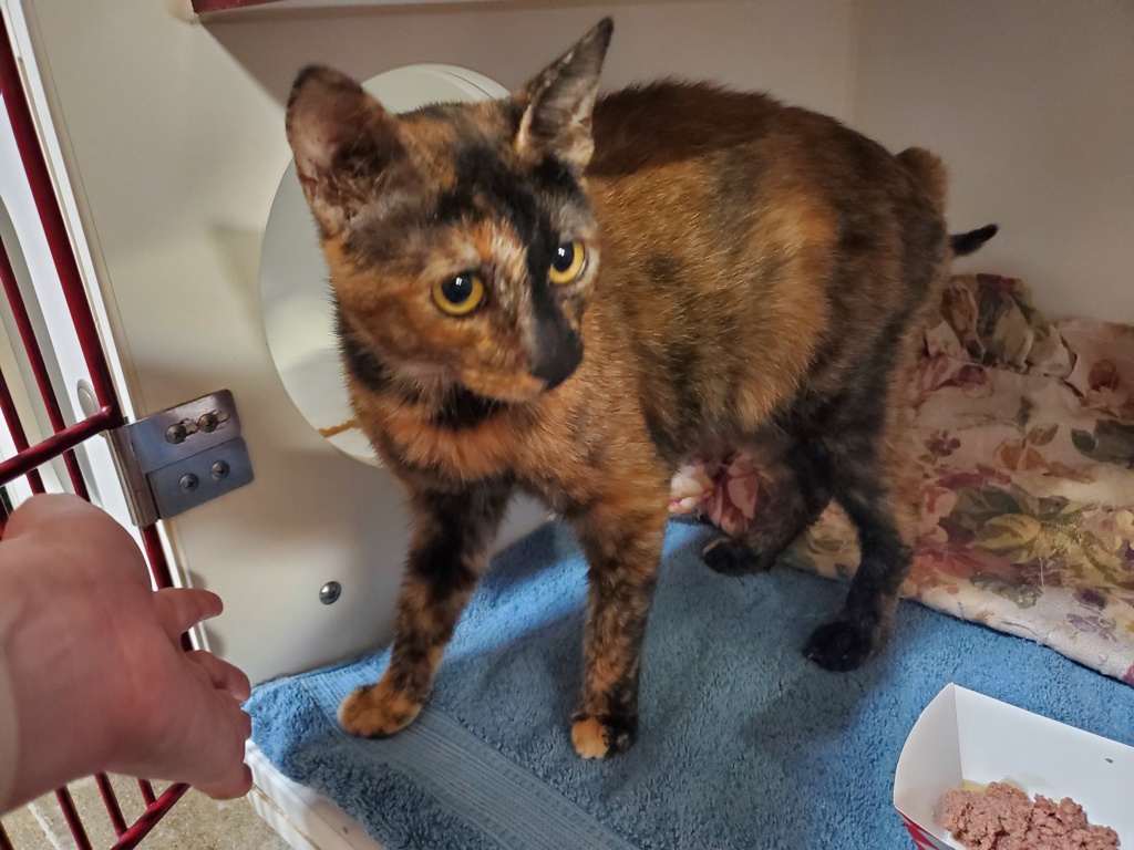 Shelter Stray Female Cat last seen Near Mar Vista Drive, Vista, CA, 92083, Oceanside, CA 92058, USA