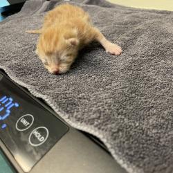 Shelter Stray Male Cat last seen , 361 S Raymond Ave, Pasadena, CA 91105, USA