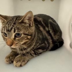Shelter Stray Unknown Cat last seen , 4900 Milgen Rd, Columbus, GA 31907, USA