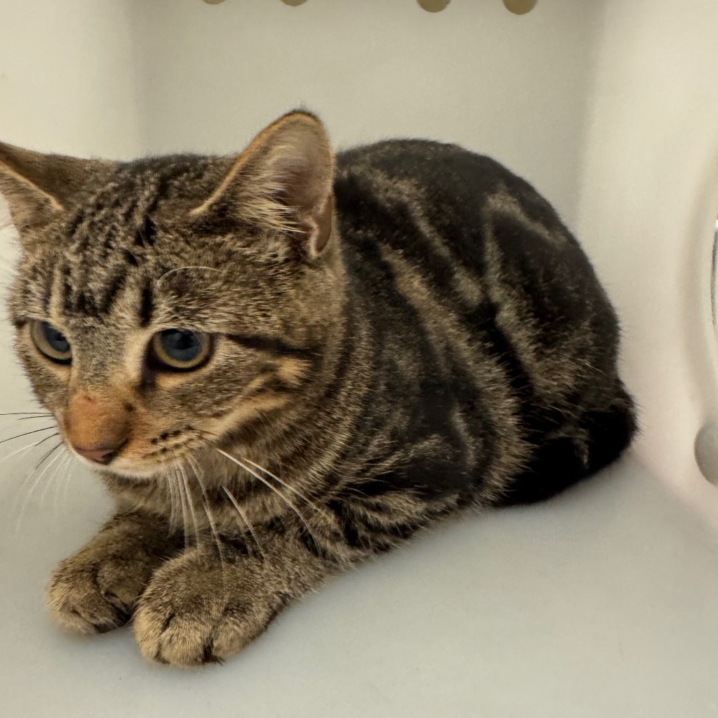 Shelter Stray Unknown Cat last seen , 4900 Milgen Rd, Columbus, GA 31907, USA