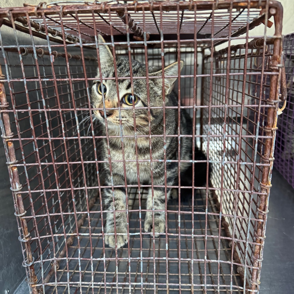 Shelter Stray Unknown Cat last seen , 4900 Milgen Rd, Columbus, GA 31907, USA