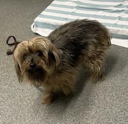 Shelter Stray Male Dog last seen Near E Grand Avenue, Escondido, CA, 92027, Escondido, CA 92027, USA