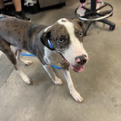 Shelter Stray Male Dog last seen , 3607 N Armenia Ave, Tampa, FL 33607, USA
