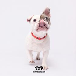 Shelter Stray Female Dog last seen , 3607 N Armenia Ave, Tampa, FL 33607, USA