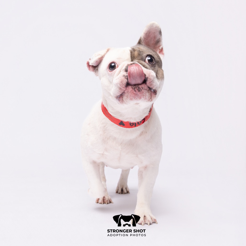 Shelter Stray Female Dog last seen , 3607 N Armenia Ave, Tampa, FL 33607, USA